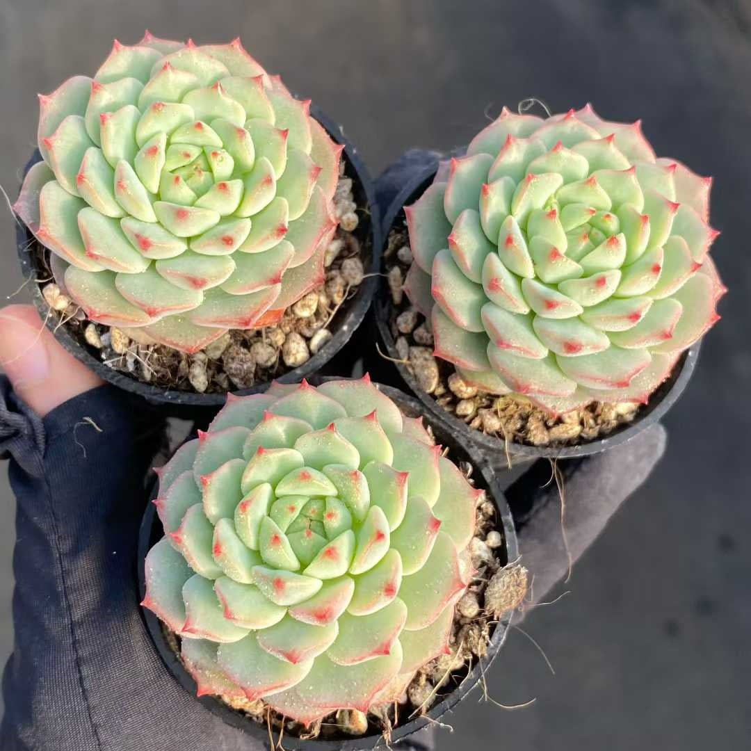 21914 Echeveria Rose Lily (5.5cm pot size)