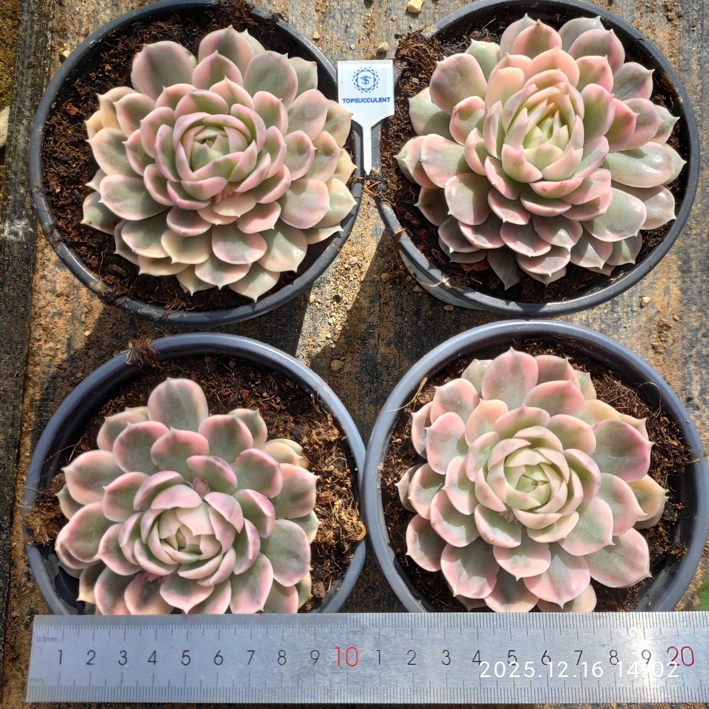 20167 Echeveria Onslow Variegated (12cm pot size)