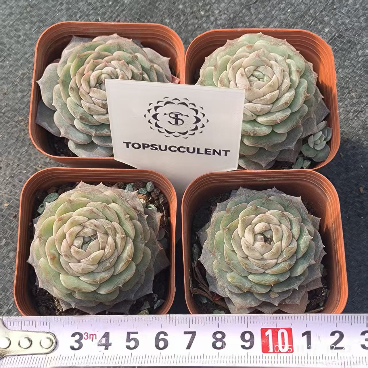 T0382 Echeveria Pure Love (6.5cm pot size)