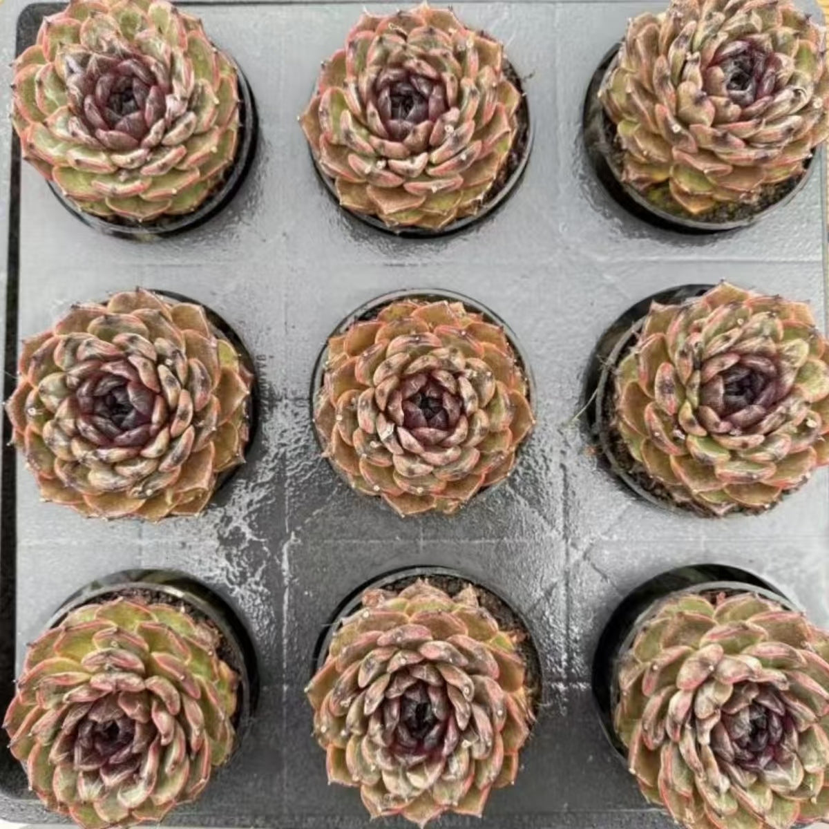 21473 Echeveria Black Moss (10cm pot size)