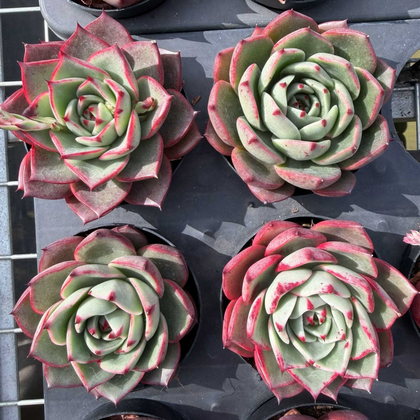 22462 Echeveria Red Bull (9cmpot size)