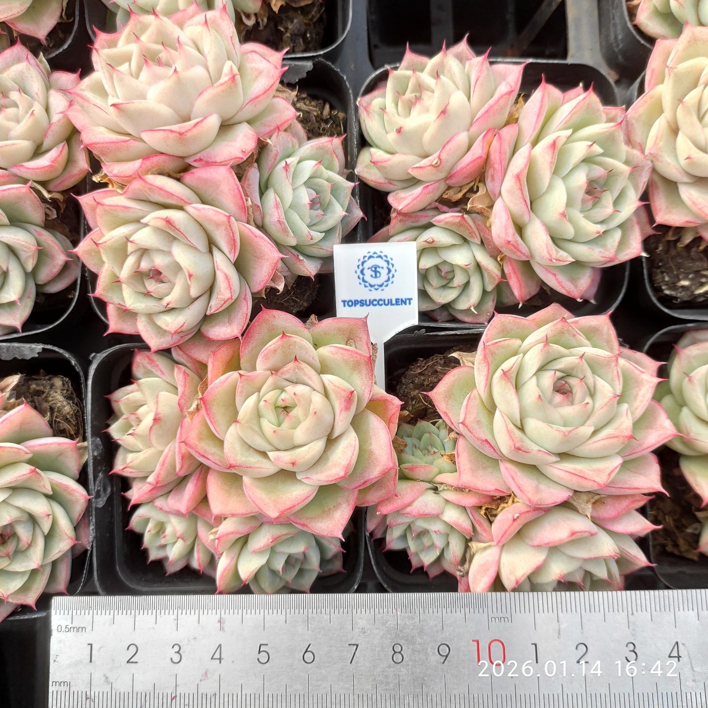 24764 Echeveria Pastel Empress (7cm pot size)