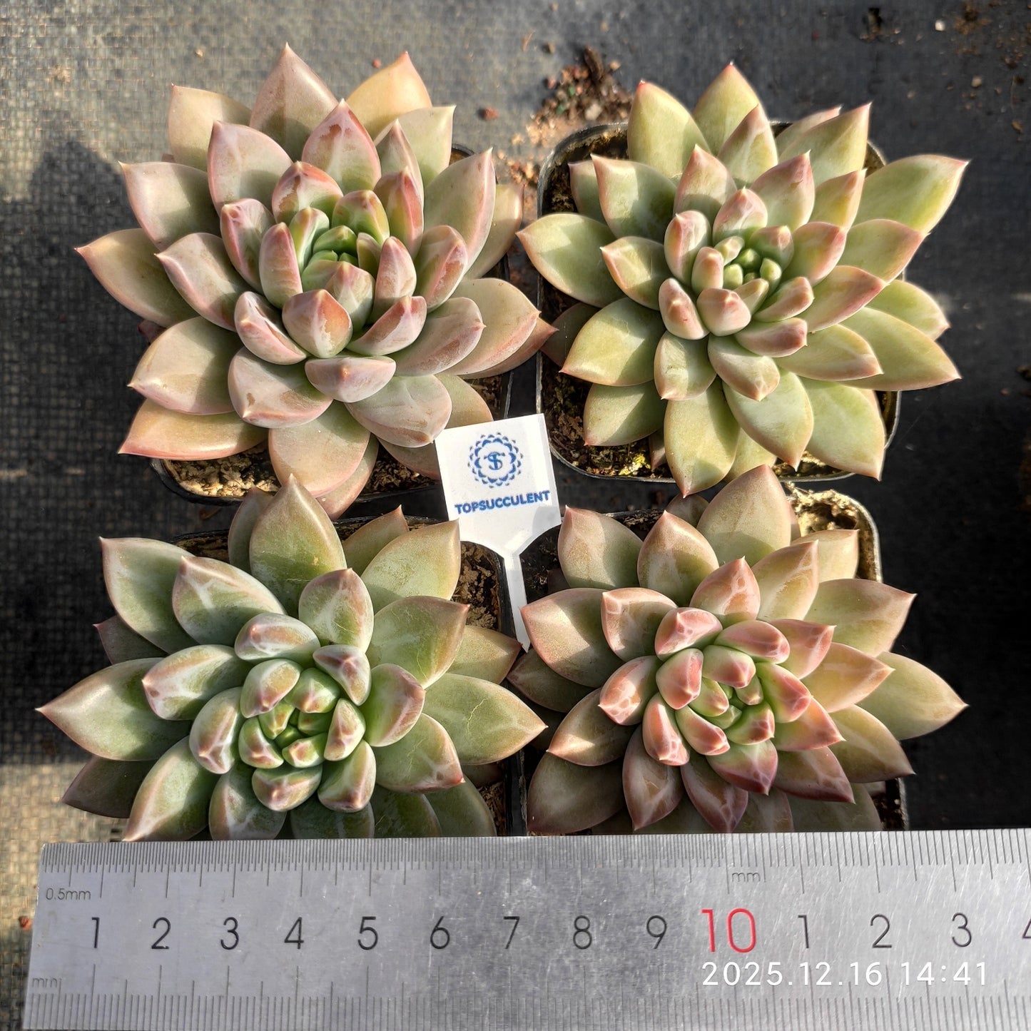 21164 Echeveria Blue and White (7cm pot size)