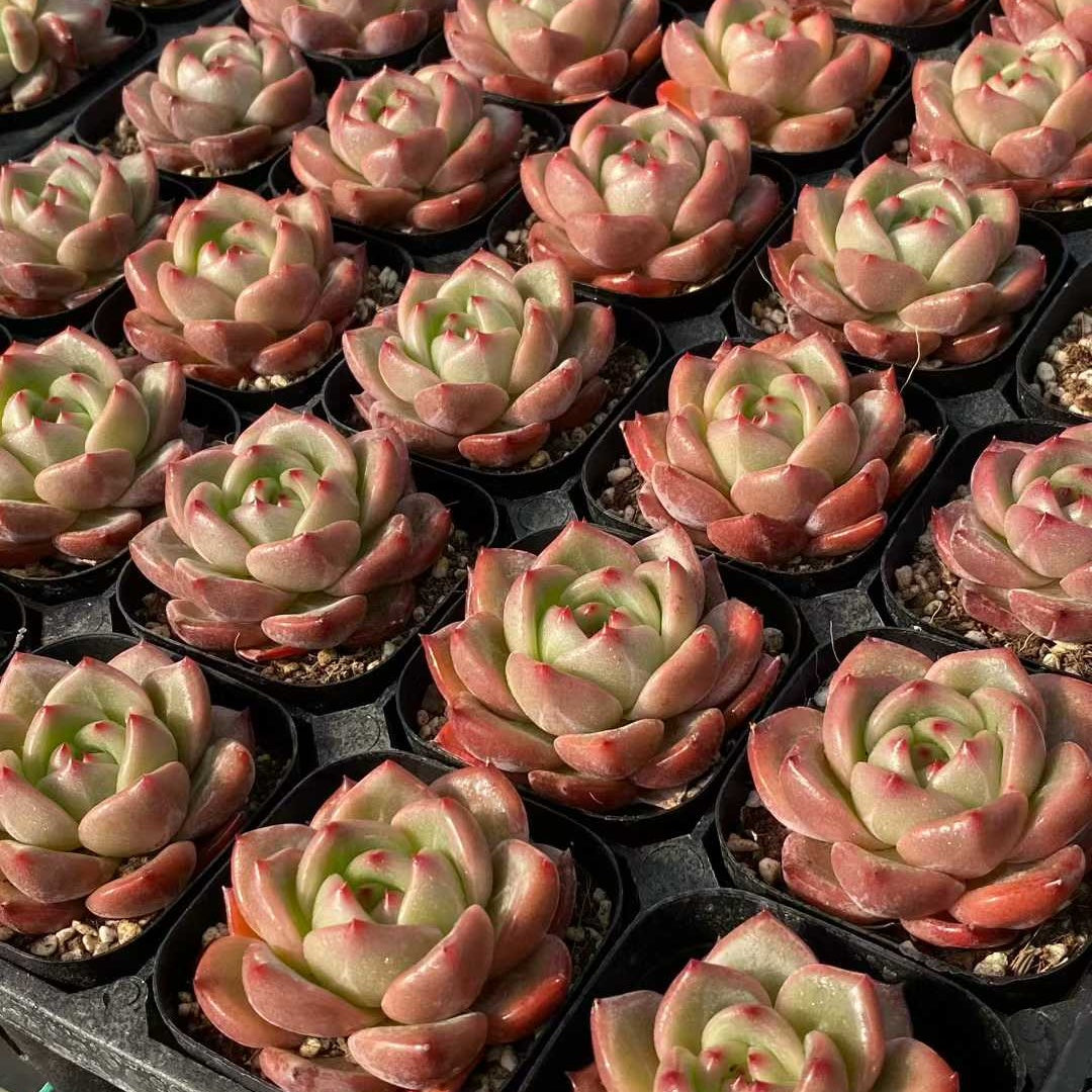22804 Echeveria Charlotte (6.3cm pot size)