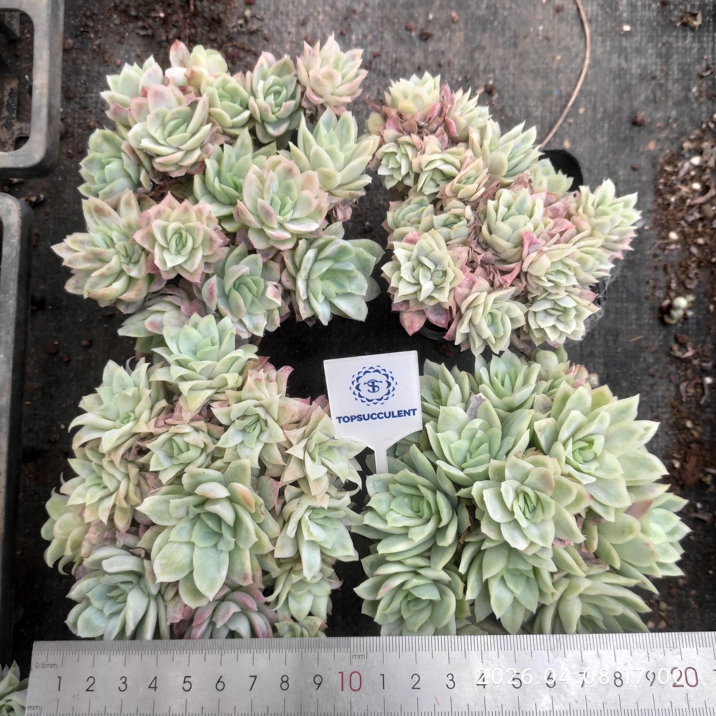 17216 Echeveria Violet Queen Variegated (7cm pot size)