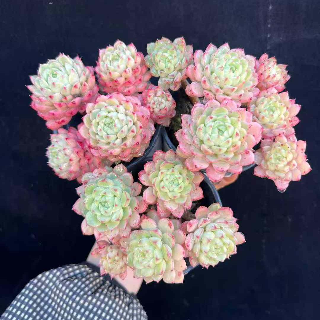 17217 Echeveria Makadamia (9cm pot size)