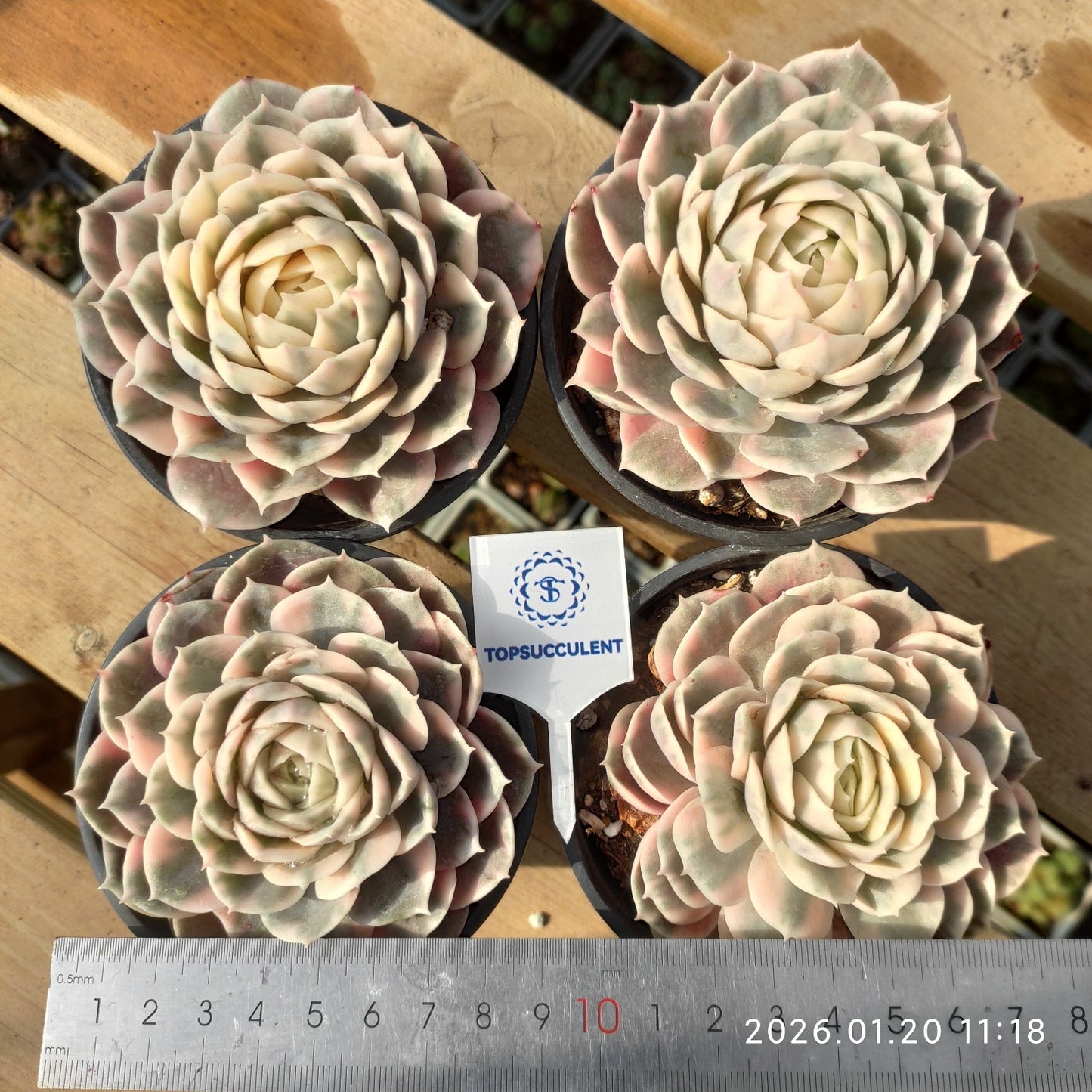 24876 Echeveria Onslow Variegated (9cm pot size)