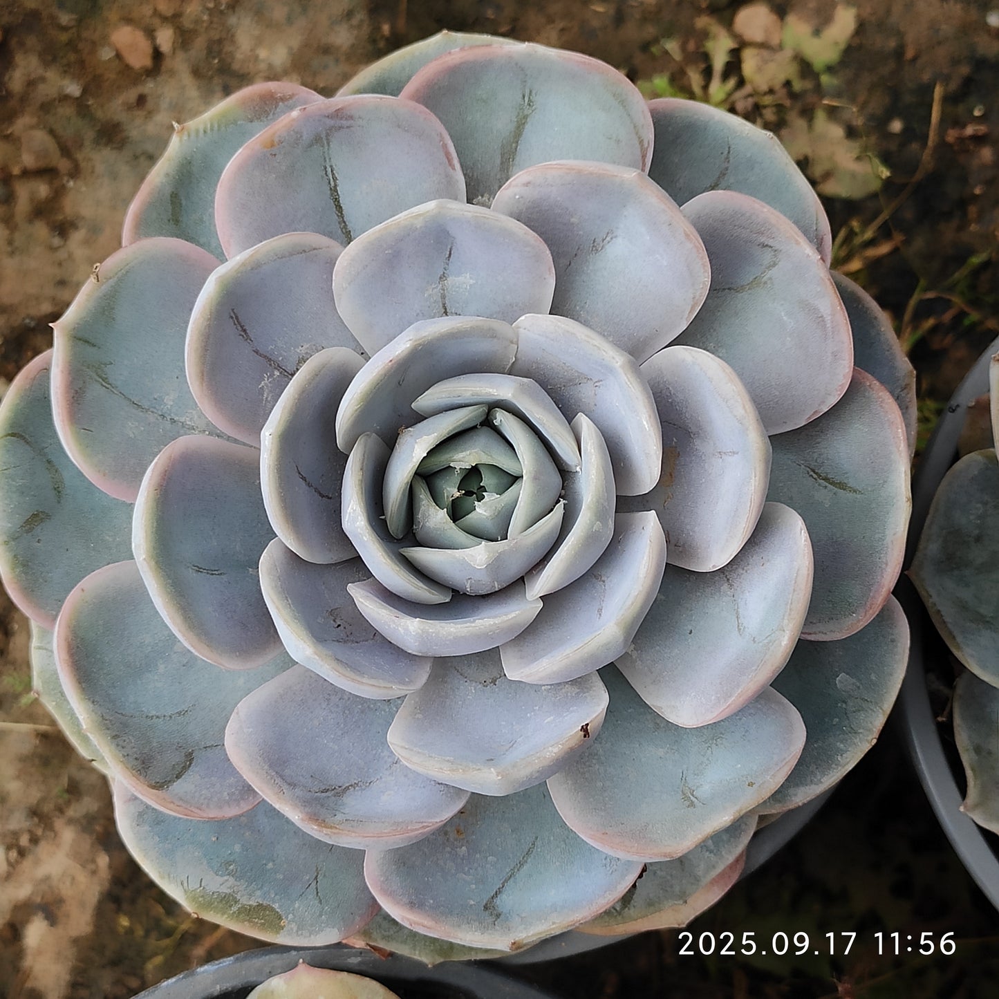 NGN364 Echeveria Blue Surprise(12cm pot size)