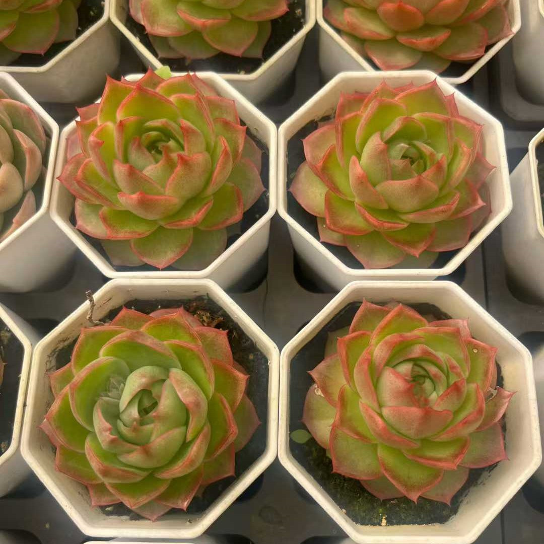 25313 Echeveria Blue Moon (7cm pot size)