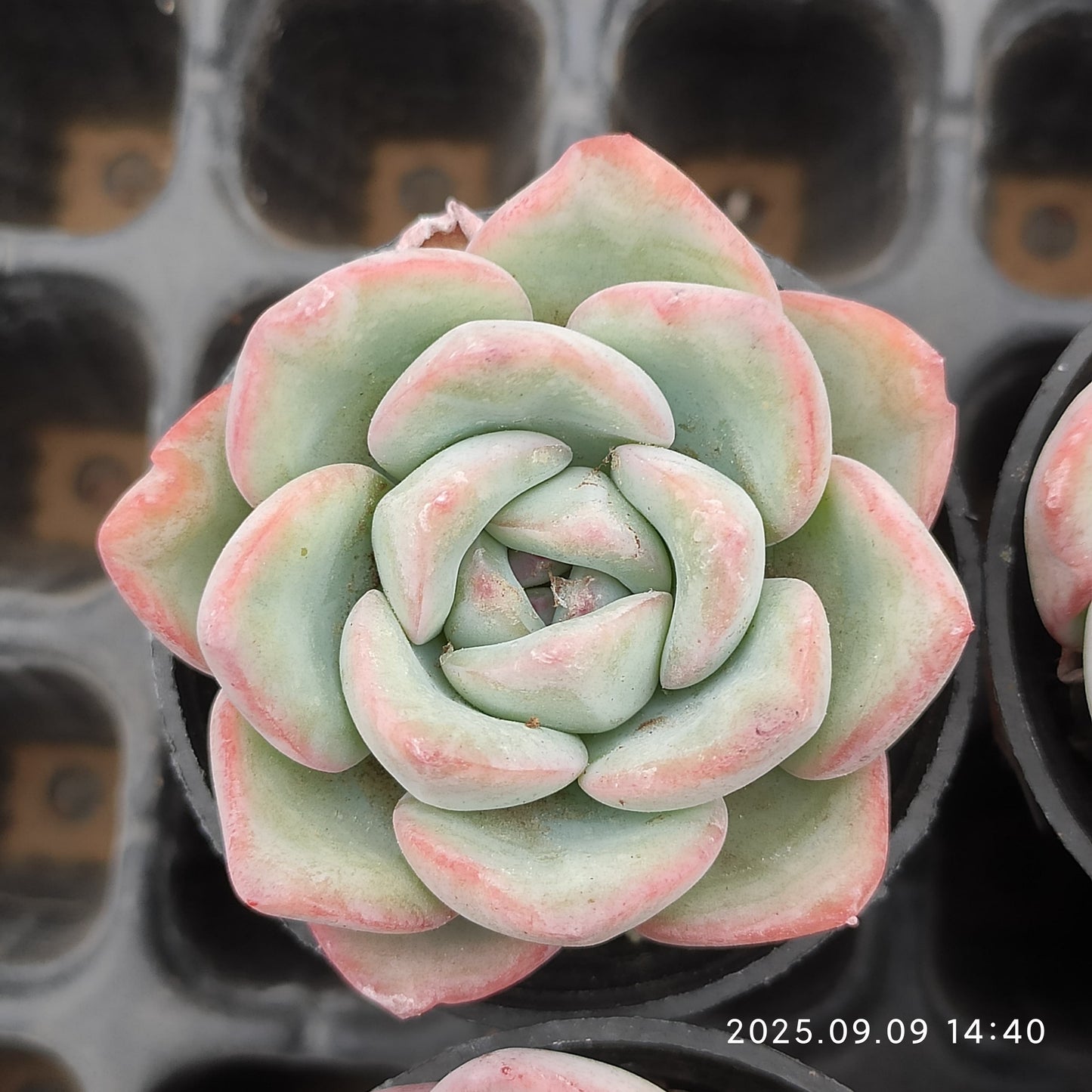 MMT470 Echeveria Amabille(5.5cm pot size)