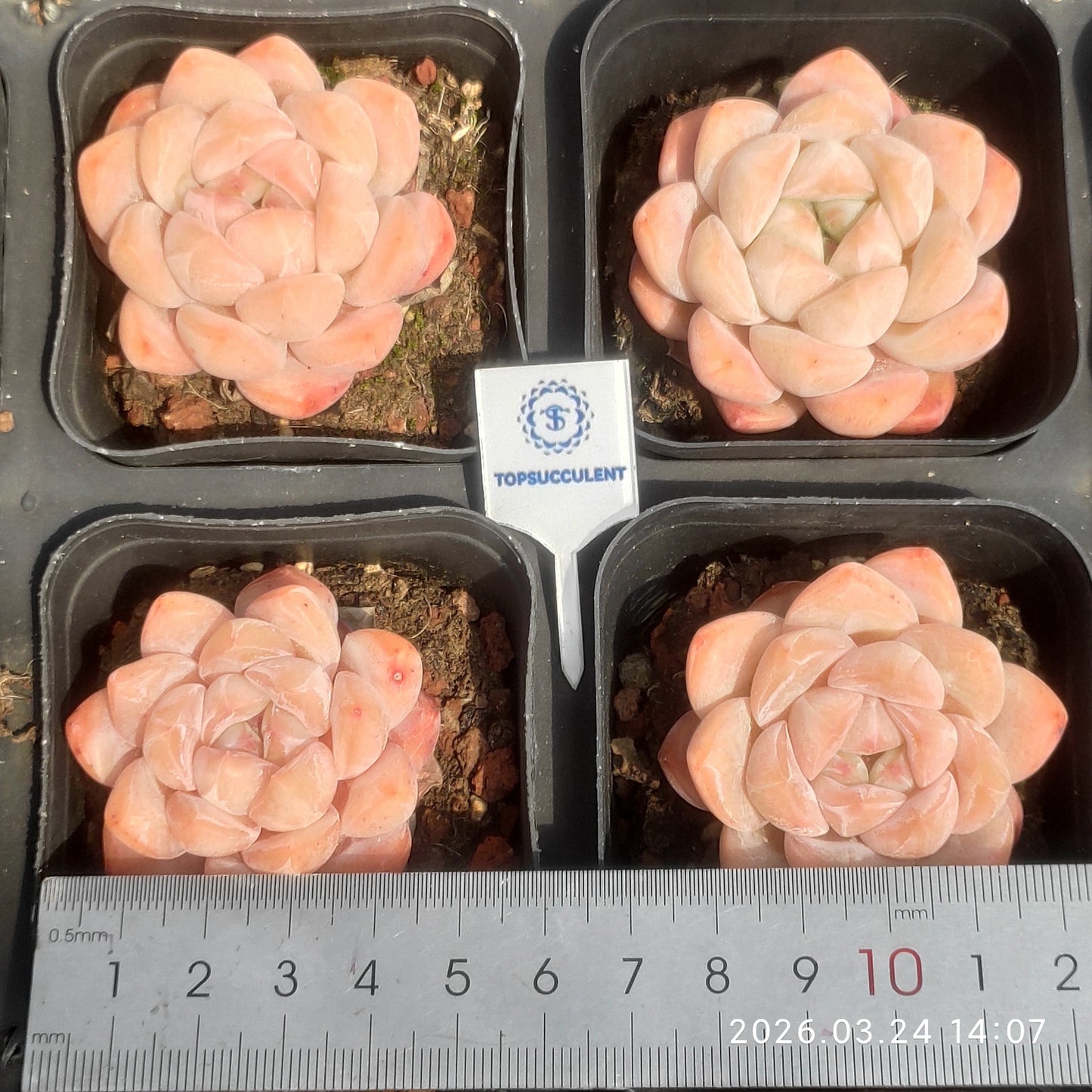18355 Echeveria Peach Cream (7cm pot size)