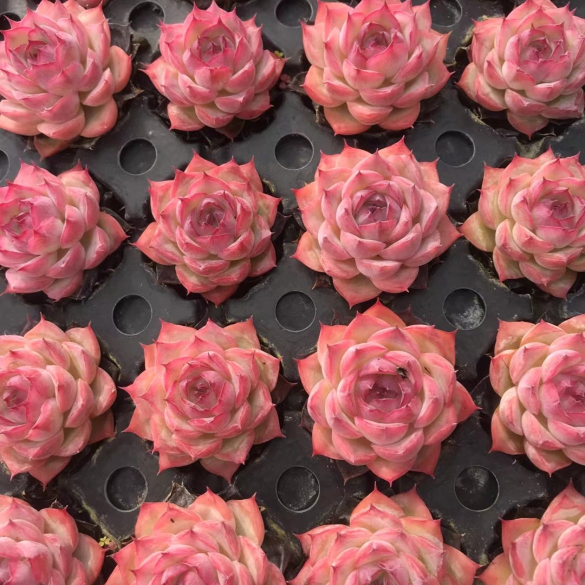 23898 Echeveria Silhouette (5cm pot size)