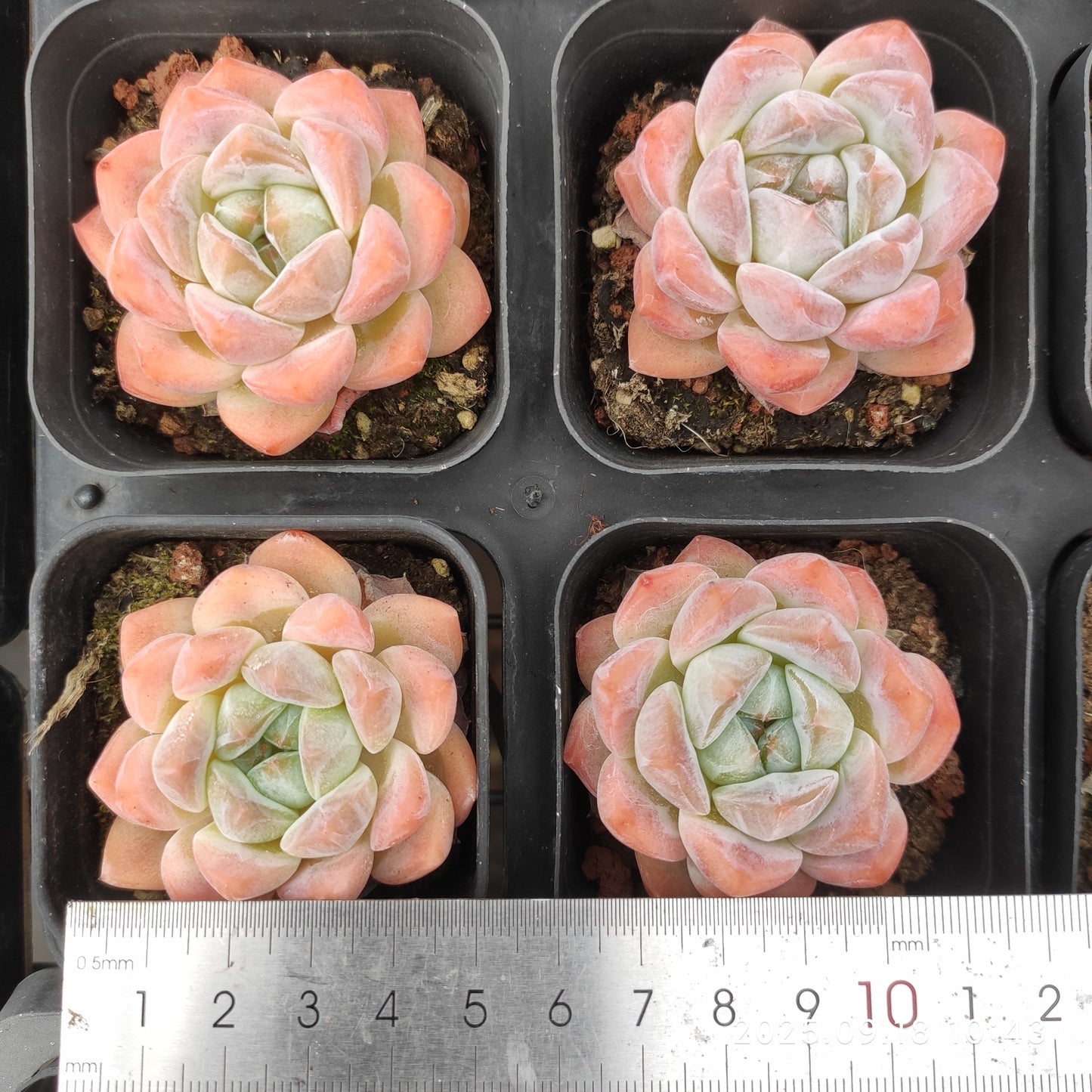 LMM388 Echeveria Lonely Heart Hyb(7cm pot size)