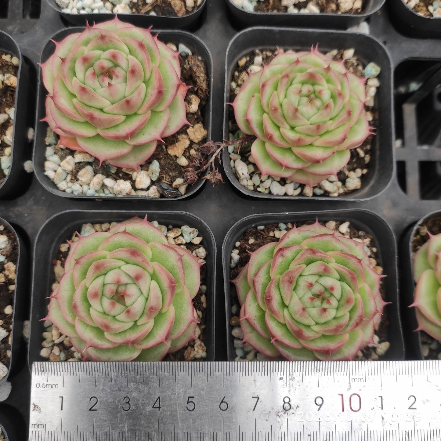 21370 Echeveria Queen Rose Hyb (7cm pot size)