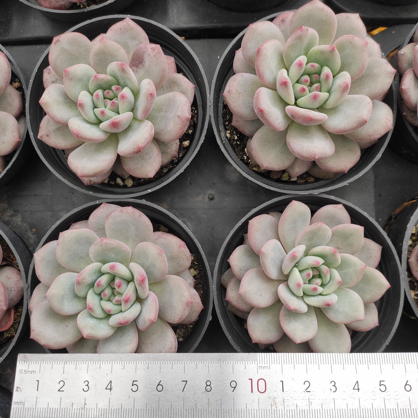 18919 Echeveria Ariel (9cm pot size)
