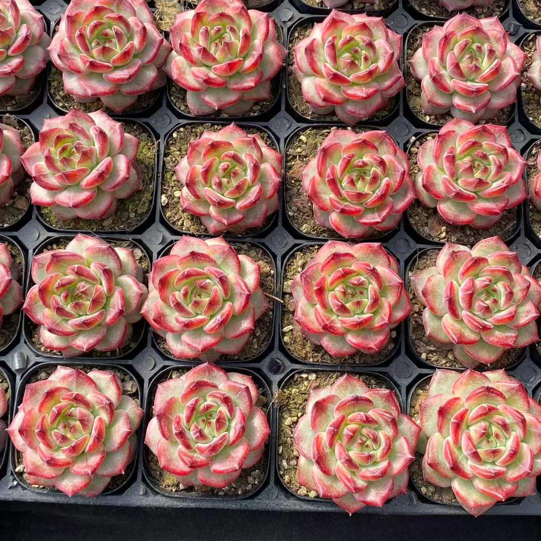 26301 Echeveria Red Moon Gem (9cm pot size)
