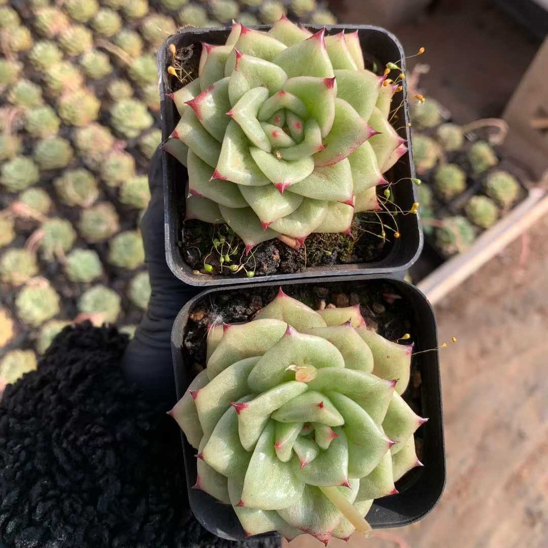 12222 Echeveria Rambler (7cm pot size)