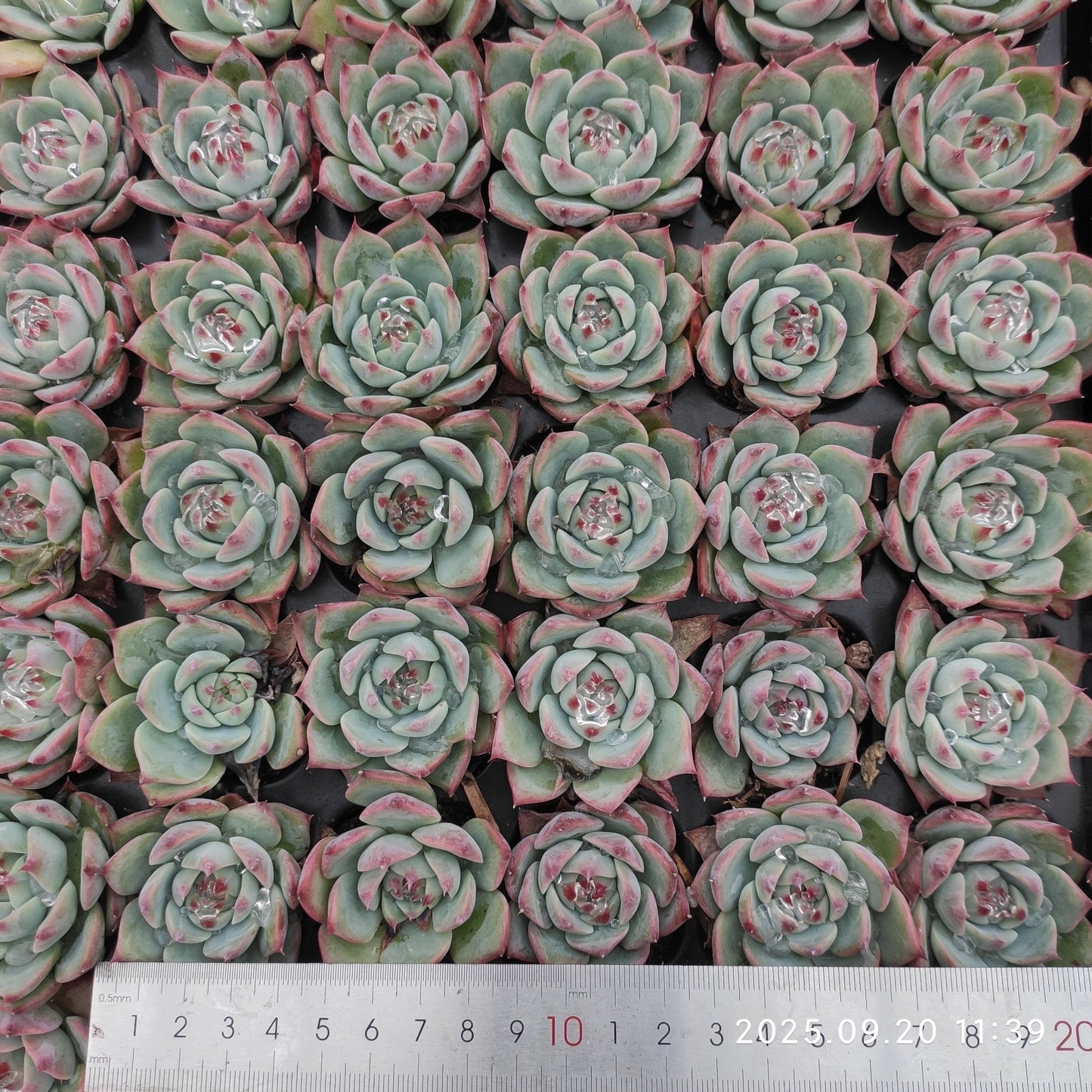 21221 Echeveria Chihuahuaensis (3cm pot size)