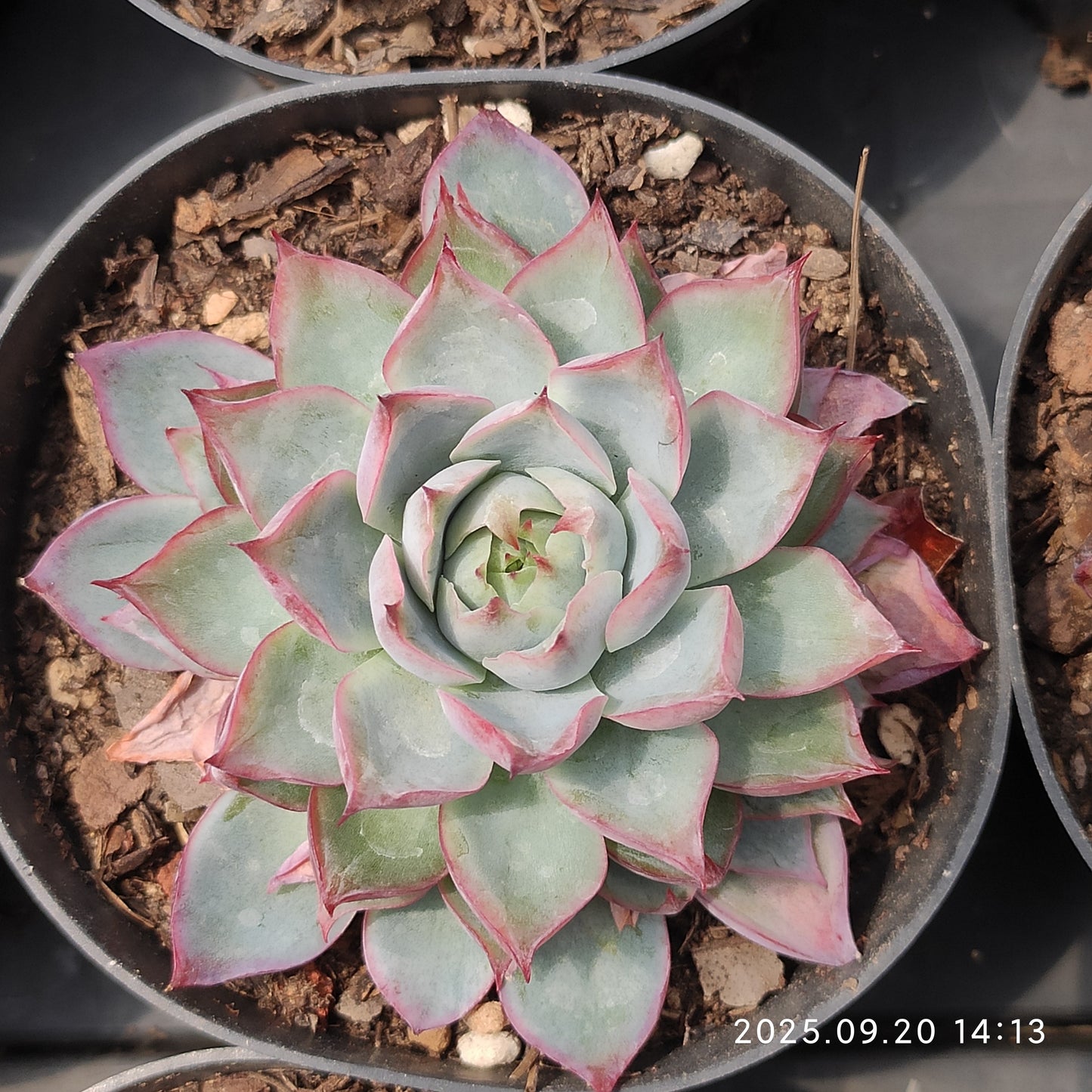 XY181 Echeveria Pink Memory(7cm pot size)