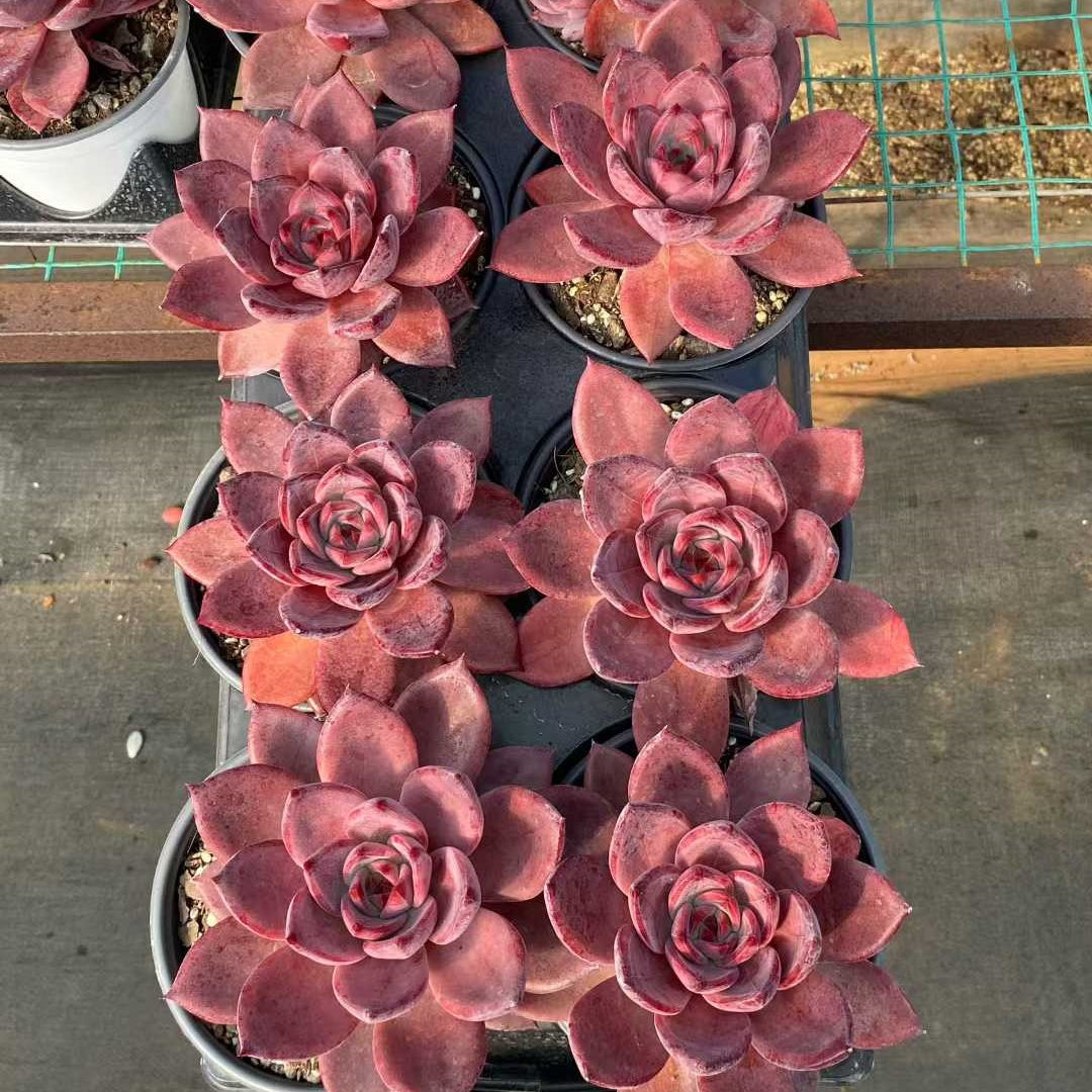 22769 Echeveria Brown Sugar Card (12.5cm pot size)