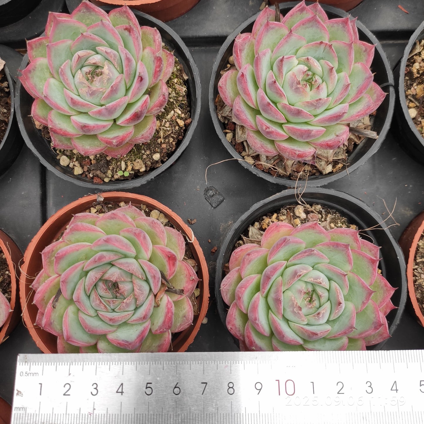 18912 Echeveria Pink Crystal Rose (9cm pot size)