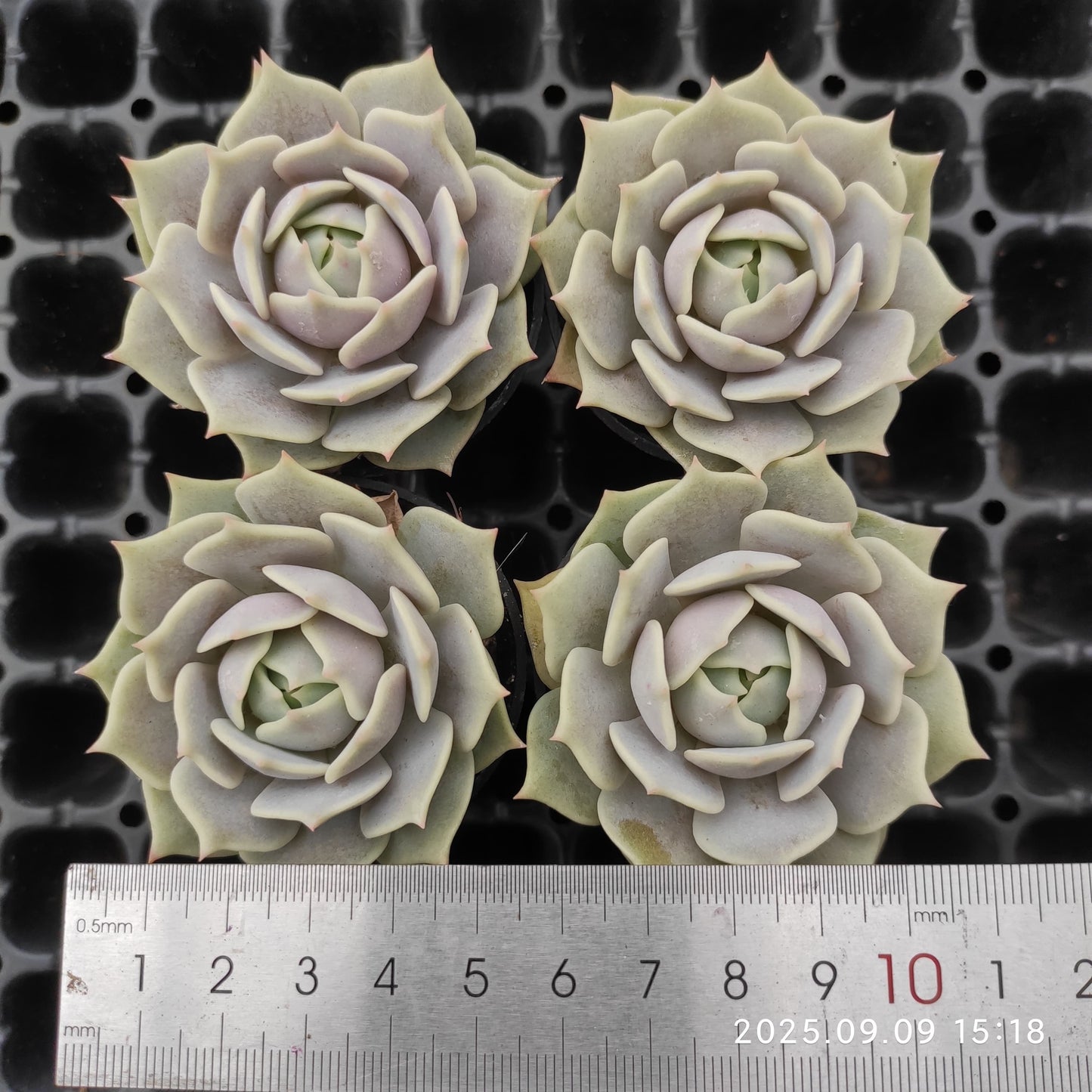 6080 Echeveria Lola (5.5cm pot size)