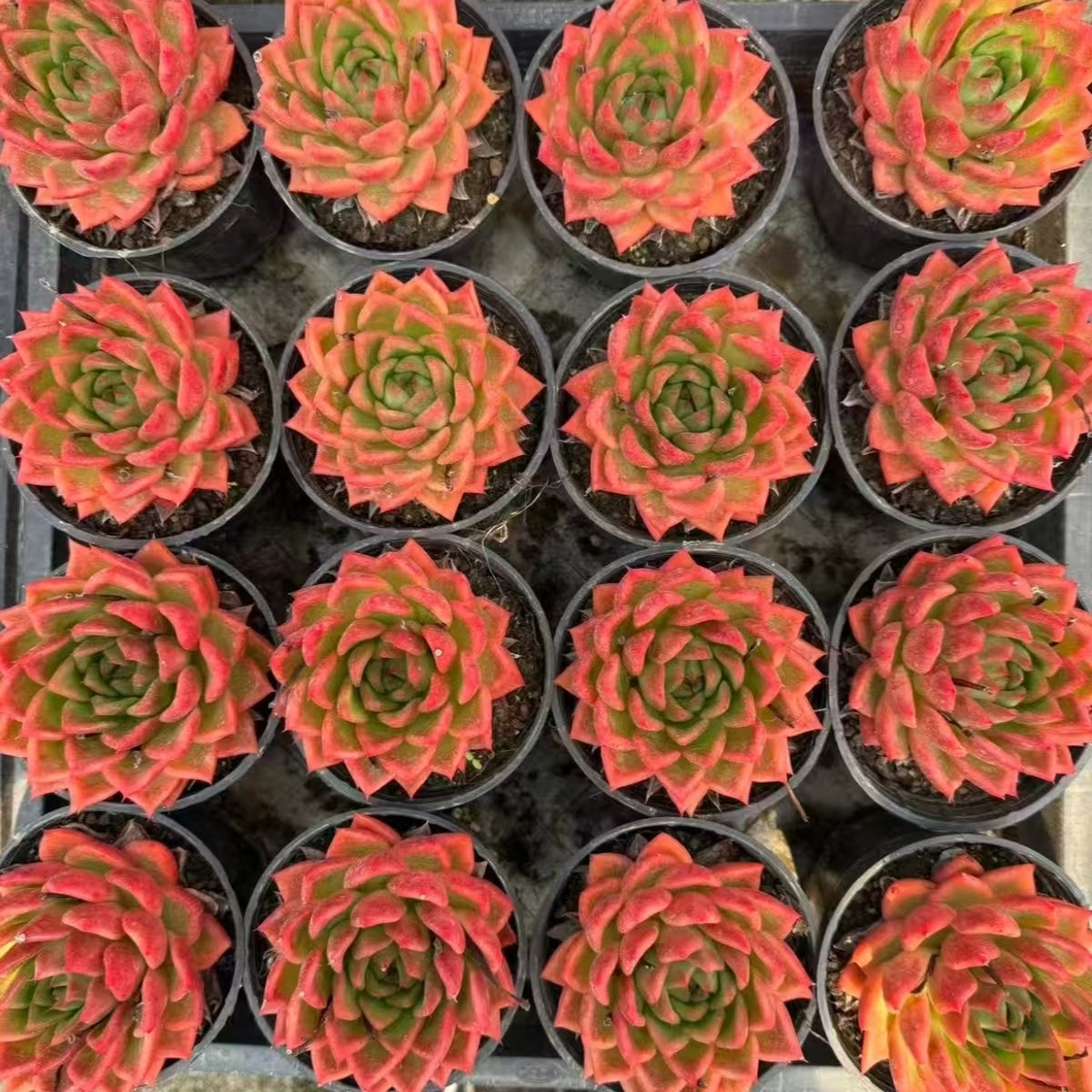 21490 Echeveria Snail Bride (10cm pot size)