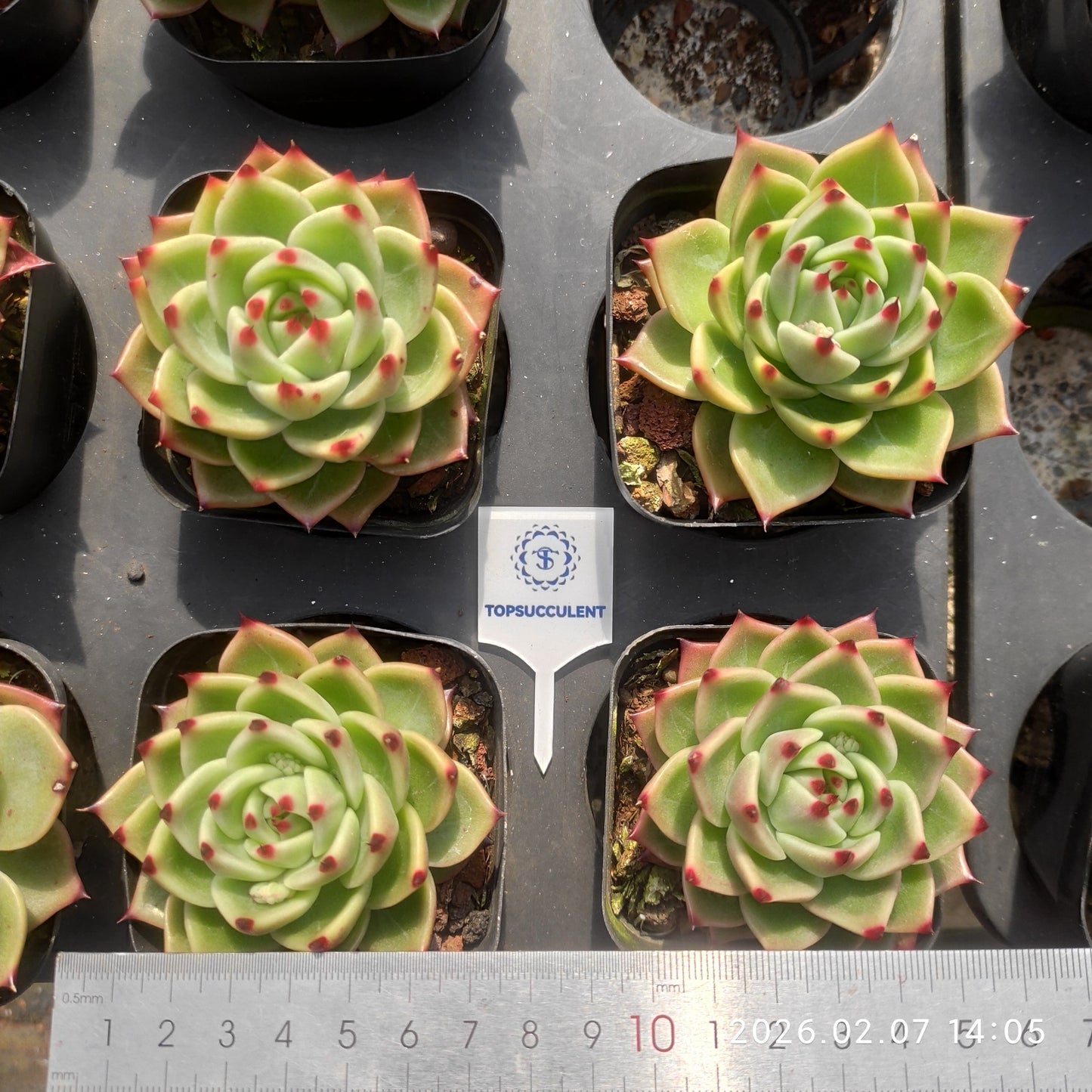 22857 Echeveria Blue Dragon (7cm pot size)