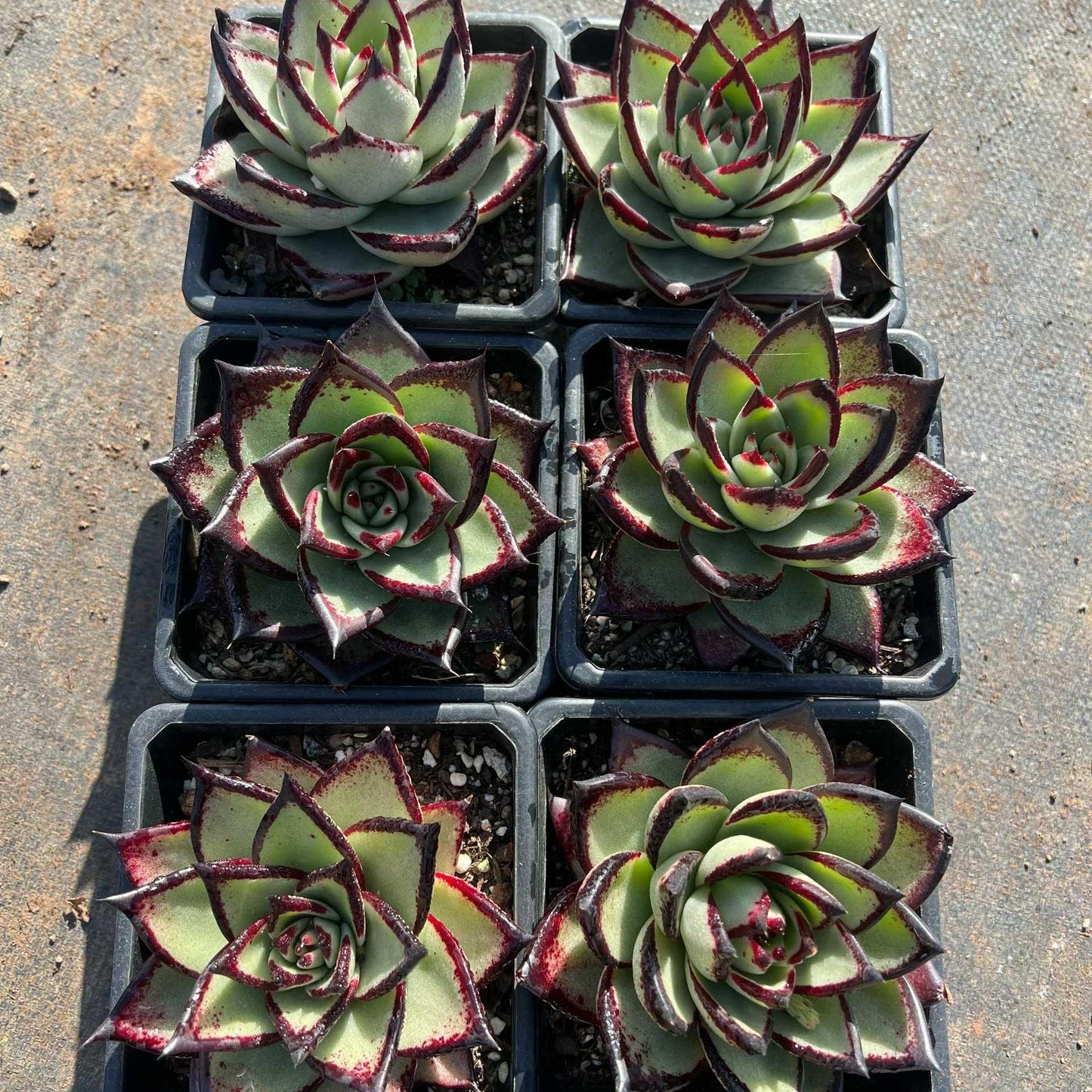 25039 Echeveria Ebony (12cm pot size)