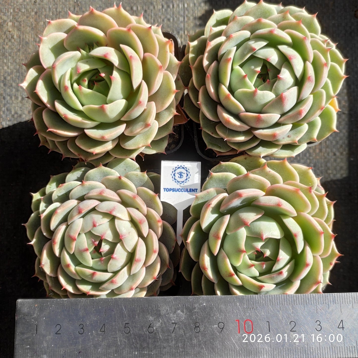 19319 Echeveria Benbadis (7cm pot size)