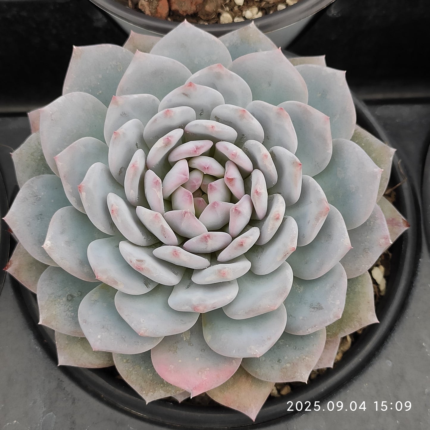 MMY1275 Echeveria Jade Monroe(12cm pot size)