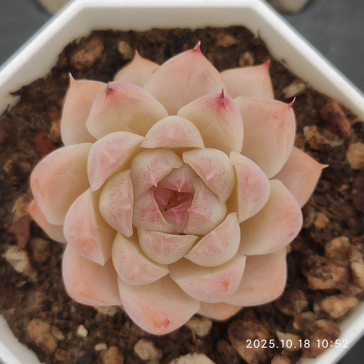 YBB088 Echeveria Queen of Peach(7cm pot size)