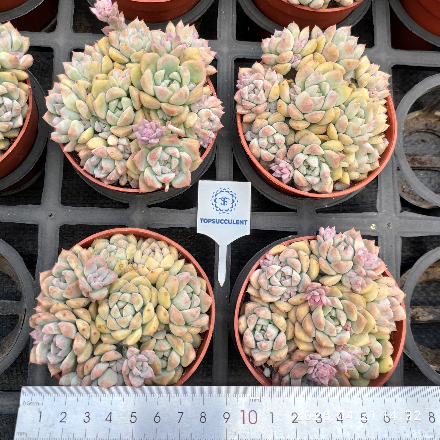 26036 Echeveria Pink Prolifica (9cm pot size)