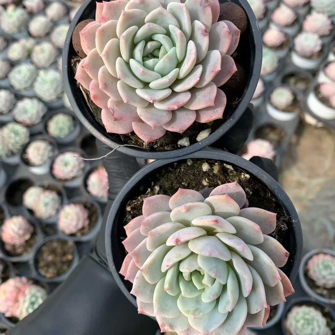 15531 Echeveria Begonia (9cm pot size)