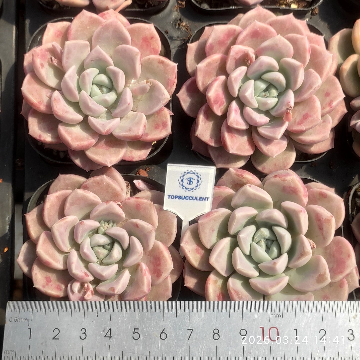 80537 Echeveria White Dews (6.5cm pot size)