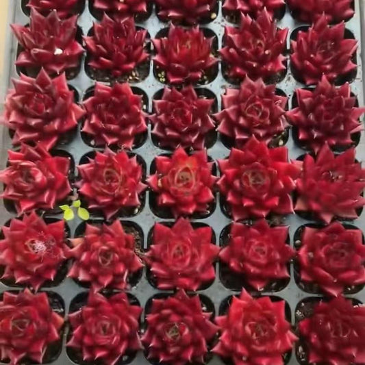 25184 Echeveria Robin (5cm pot size)