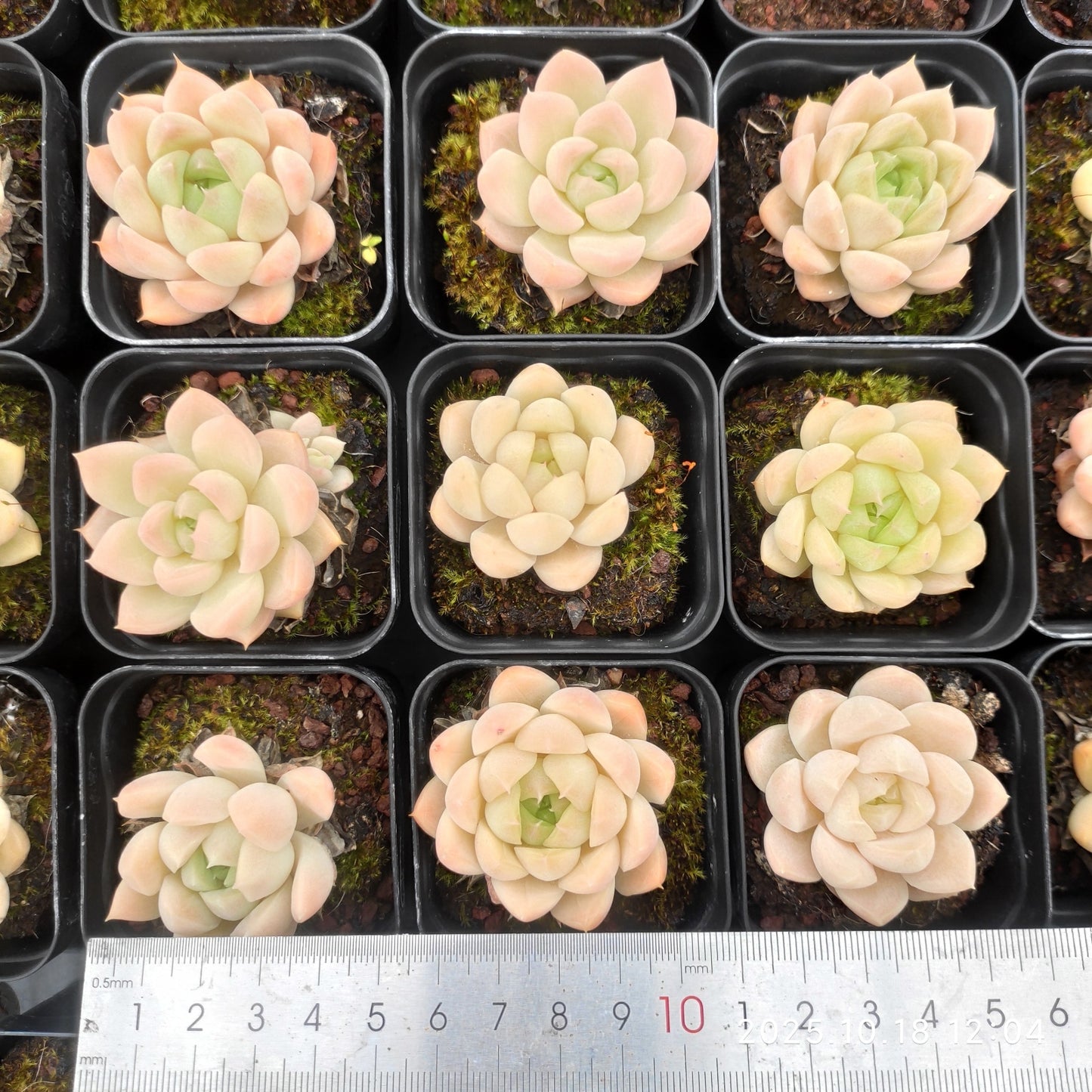 YBB202 Echeveria Golden Rose(5.5cm pot size)