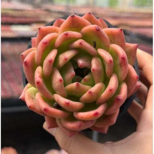 QNY132 Echeveria Golden Years(10cm pot size)