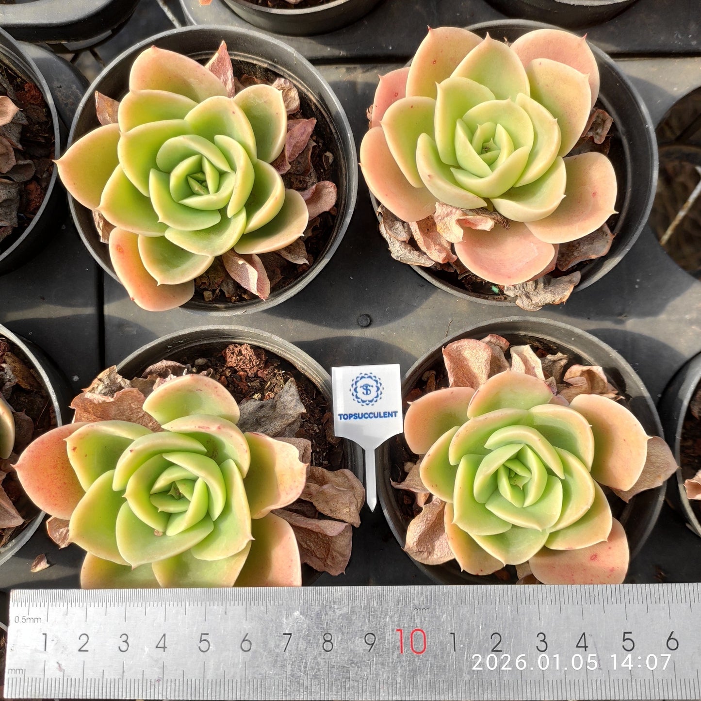 22212 Echeveria Star Tana (7cm pot size)