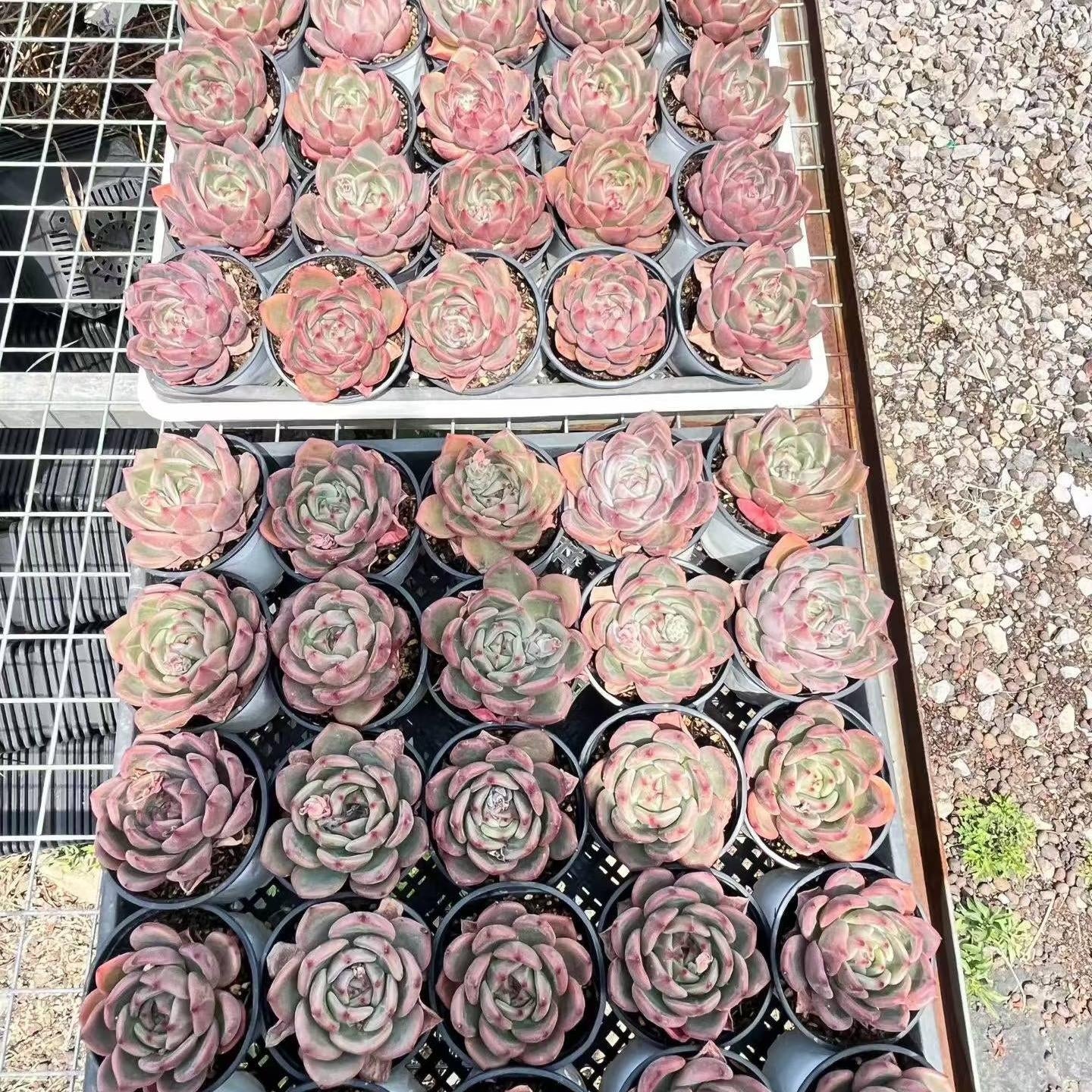 14815 Echeveria Champagne (11cm pot size)