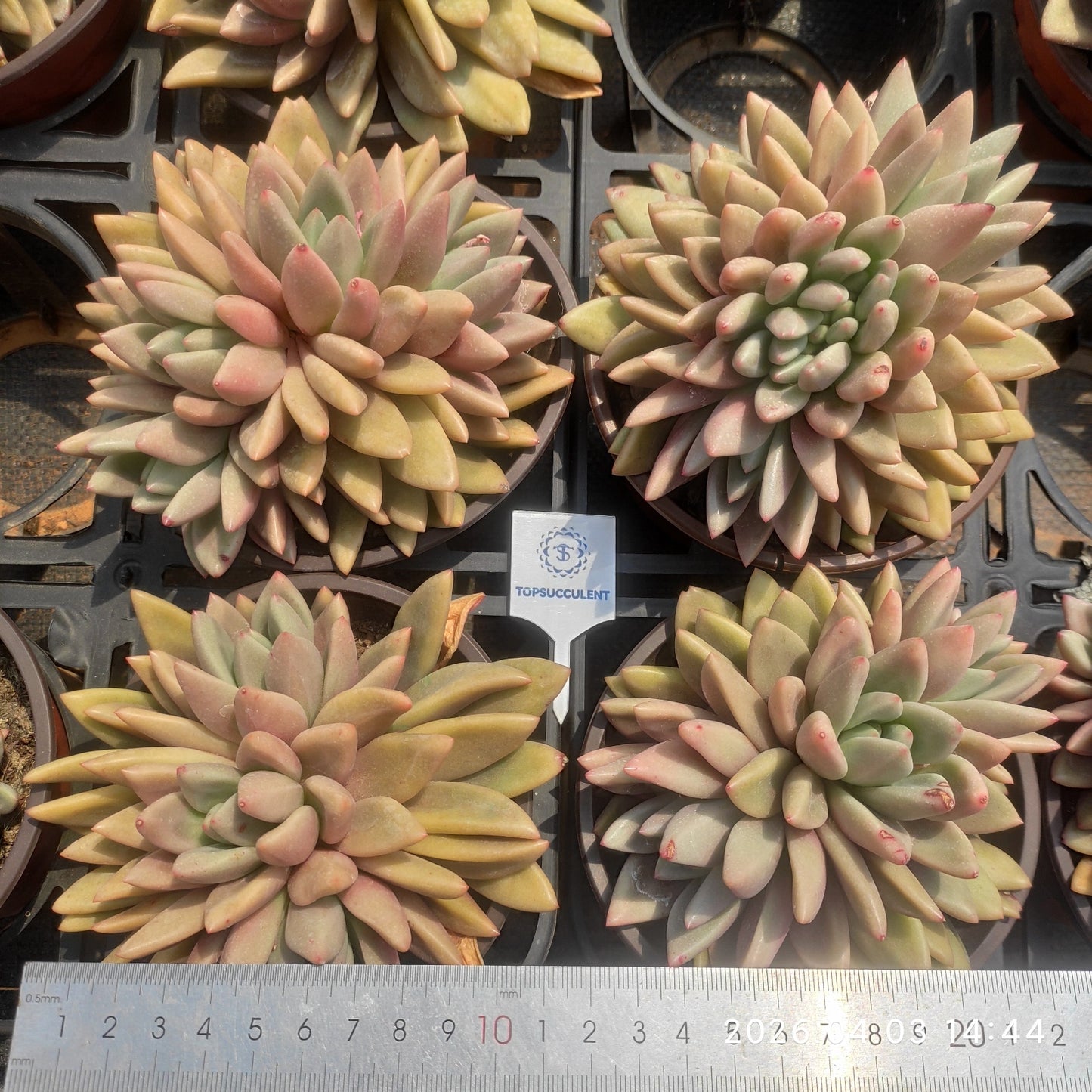 22163 Echeveria Ruby Donna Cristata (12cm pot size)