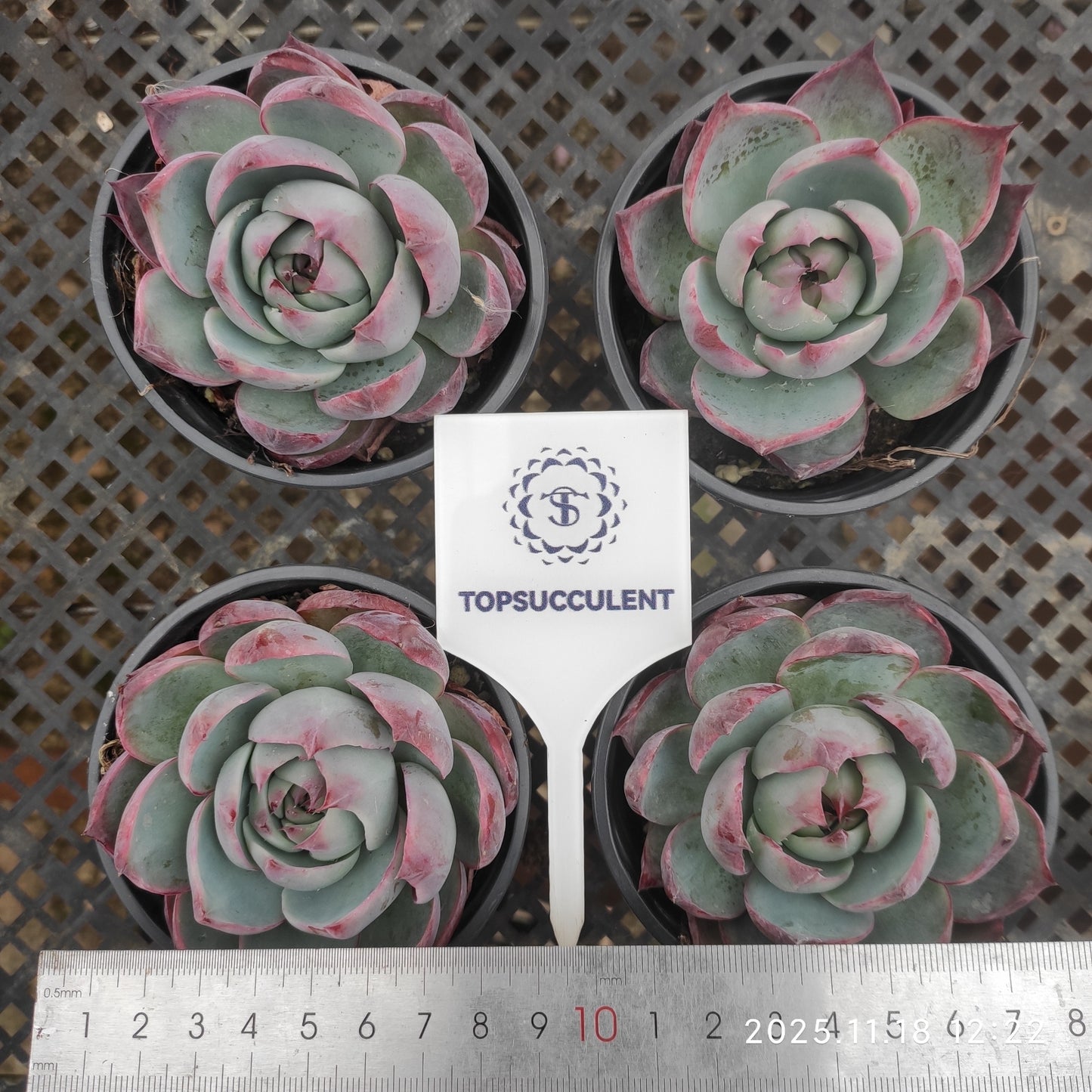 11859 Echeveria Casio (9cm pot size)