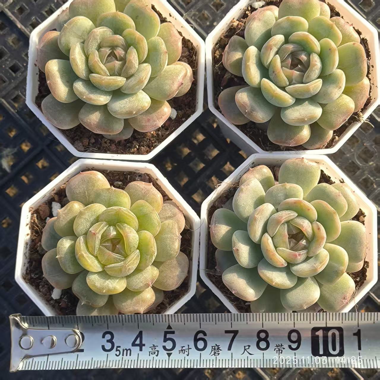 11403 Echeveria White Lover (6.5cm pot size)