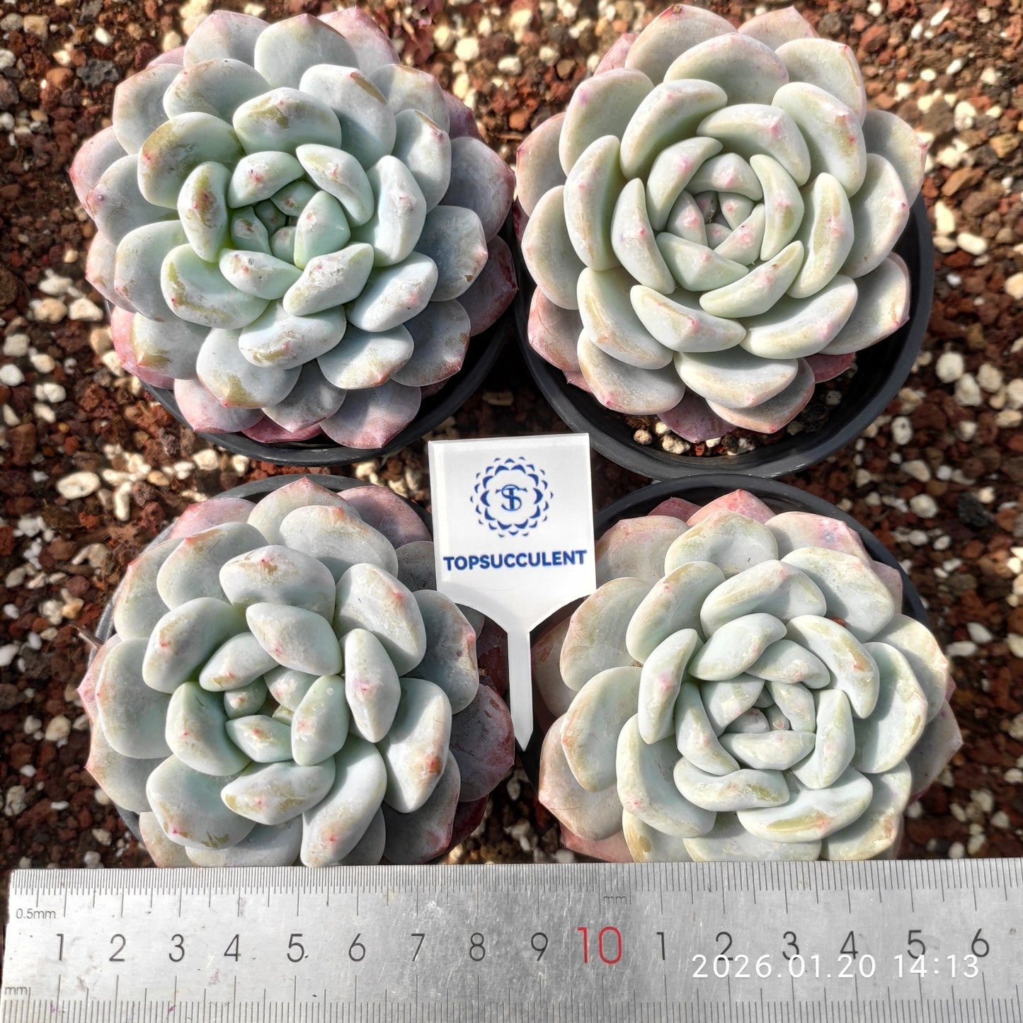 24893 Echeveria Alabris (7cm pot size)