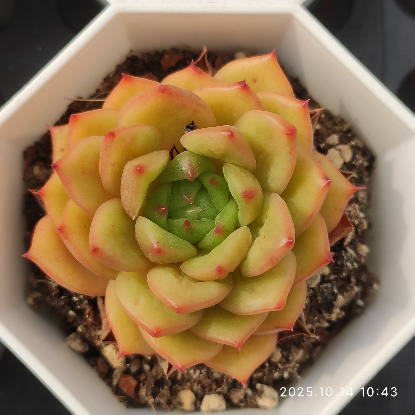 WWA221 Echeveria Snow Bird(7cm pot size)