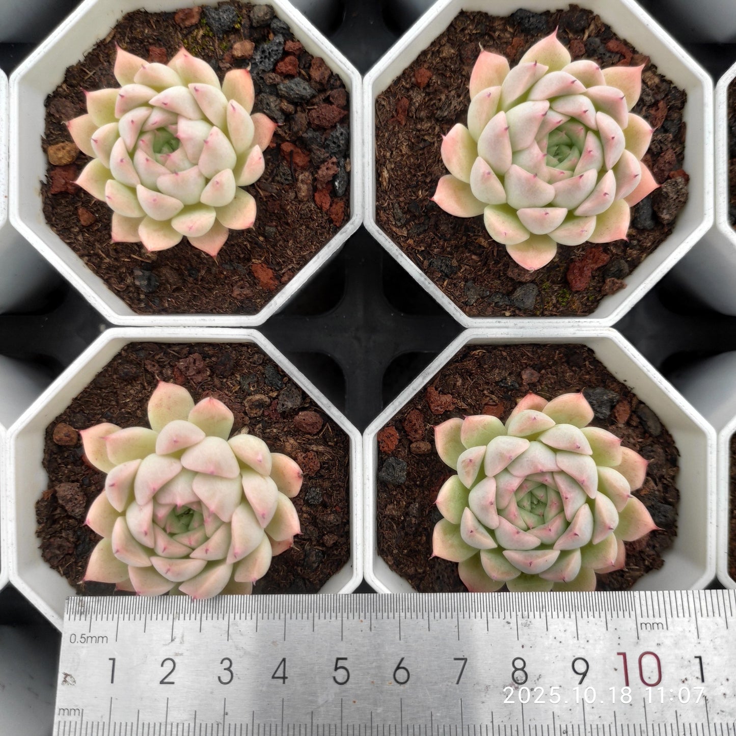 19071 Echeveria Rain Fruit (7cm pot size)