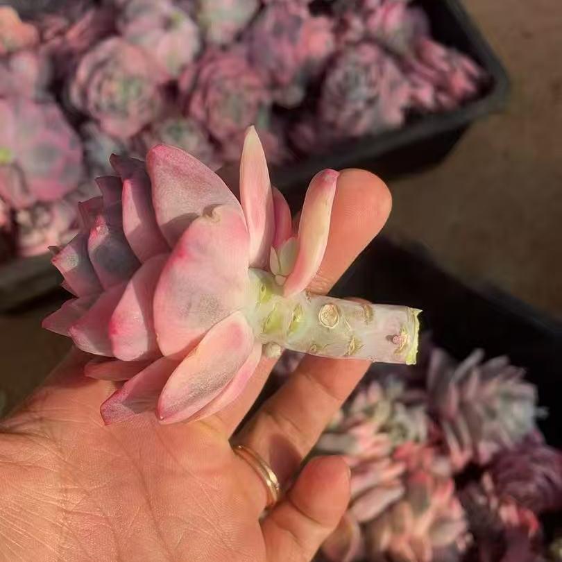 25068 Echeveria Lovely Rose Variegated (5cm pot size)