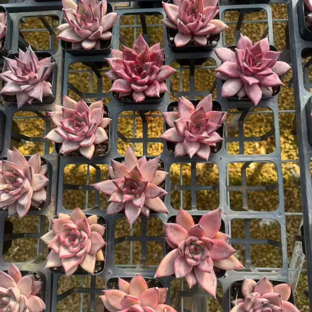 24966 Echeveria Romeo (7cm pot size)