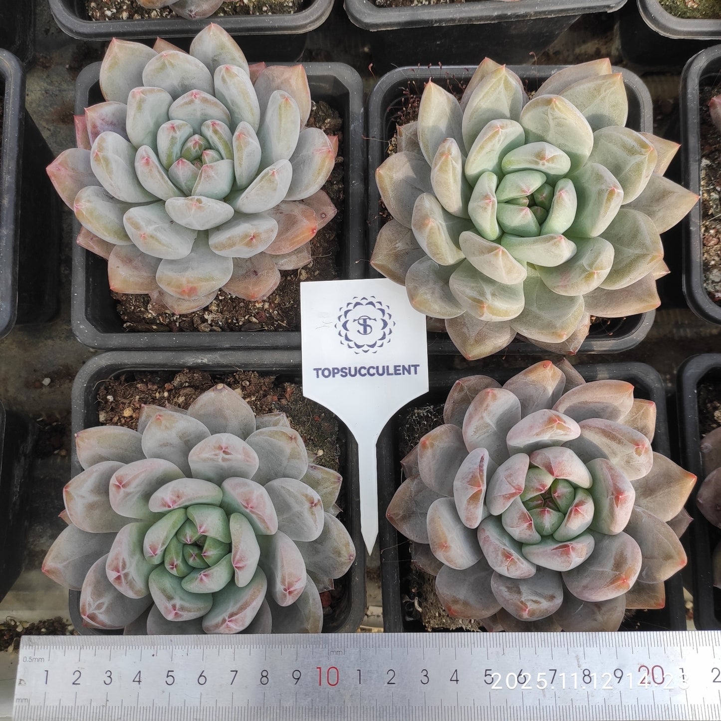21063 Echeveria Pink Elephant (10cm pot size)