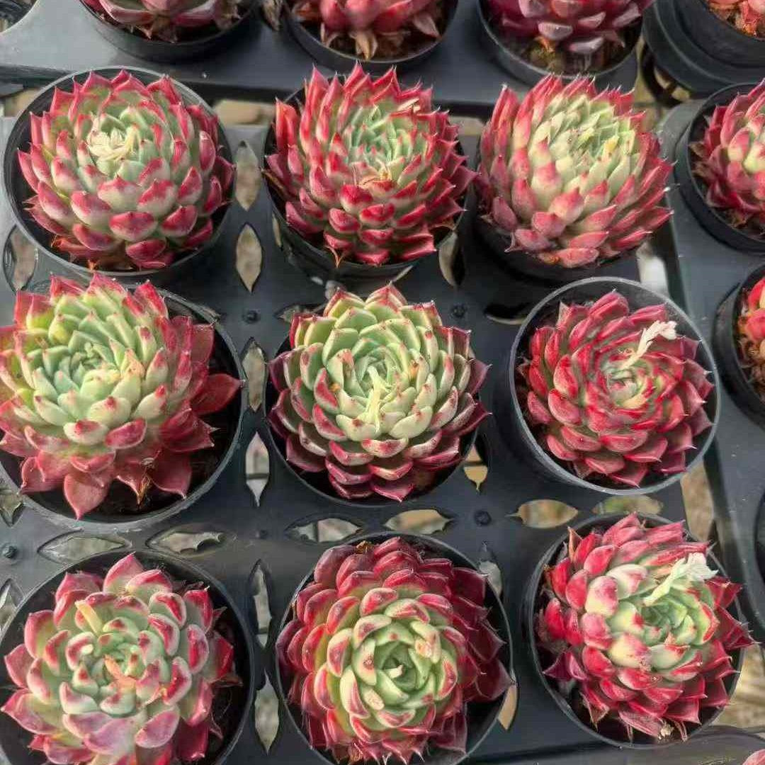 21409 Echeveria Black Night (9cm pot size)